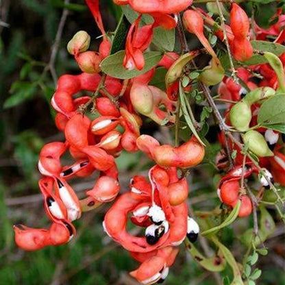 Bees Plant Hub Manila Tamarind / Madras thorn (Pithecellobium dulce) Live Plant