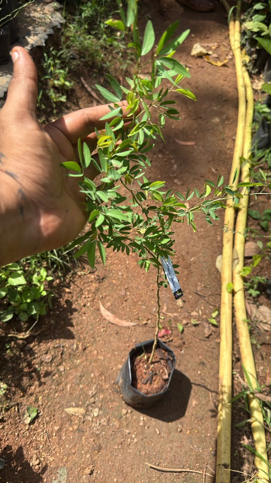 Bees Plant Hub Manila Tamarind / Madras thorn (Pithecellobium dulce) Live Plant
