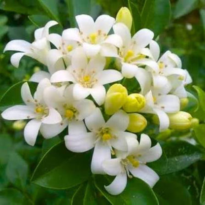 Bees Plant Hub Maramulla (Murraya paniculata) Highly Fragrant Flowering Live Plant