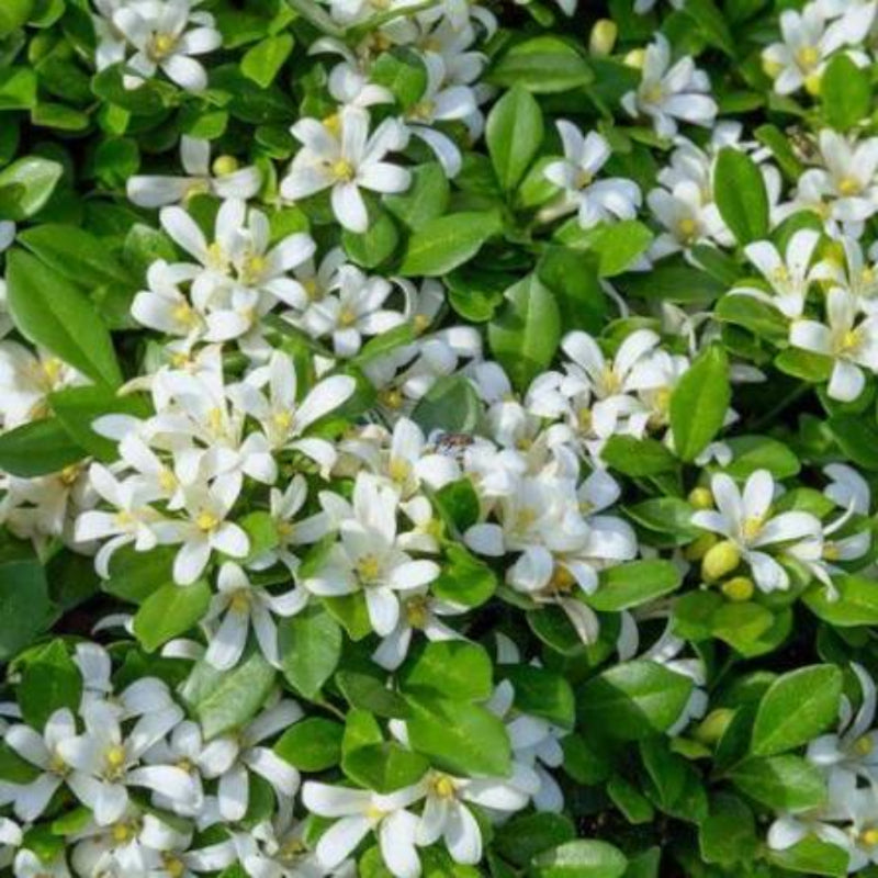 Bees Plant Hub Maramulla (Murraya paniculata) Highly Fragrant Flowering Live Plant