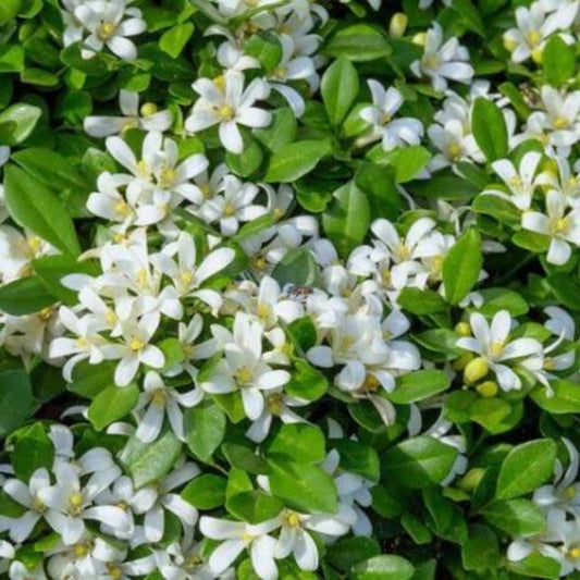 Bees Plant Hub Maramulla (Murraya paniculata) Highly Fragrant Flowering Live Plant