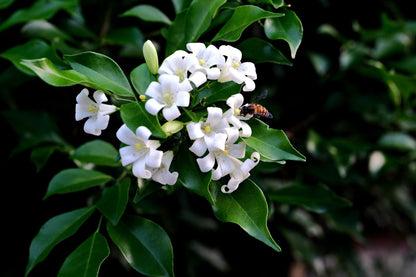 Bees Plant Hub Maramulla (Murraya paniculata) Highly Fragrant Flowering Live Plant