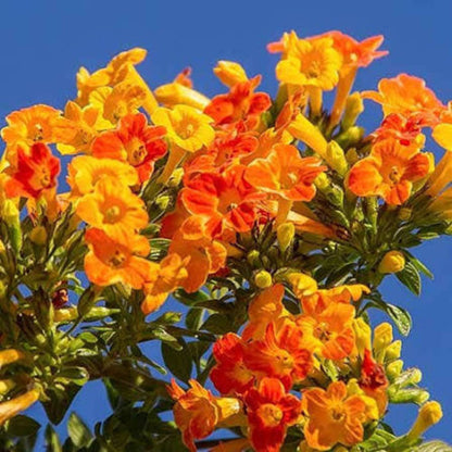 Bees Plant Hub Marmalade Bush (Streptosolen jamesonii) Rare All Time Flowering Live Plant