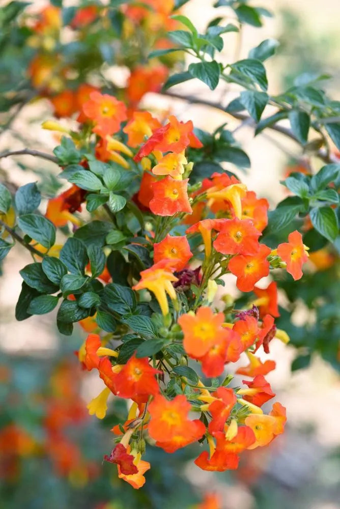 Bees Plant Hub Marmalade Bush (Streptosolen jamesonii) Rare All Time Flowering Live Plant