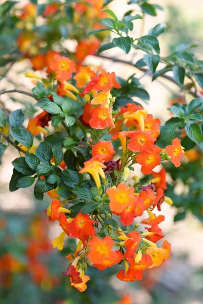 Bees Plant Hub Marmalade Bush (Streptosolen jamesonii) Rare All Time Flowering Live Plant