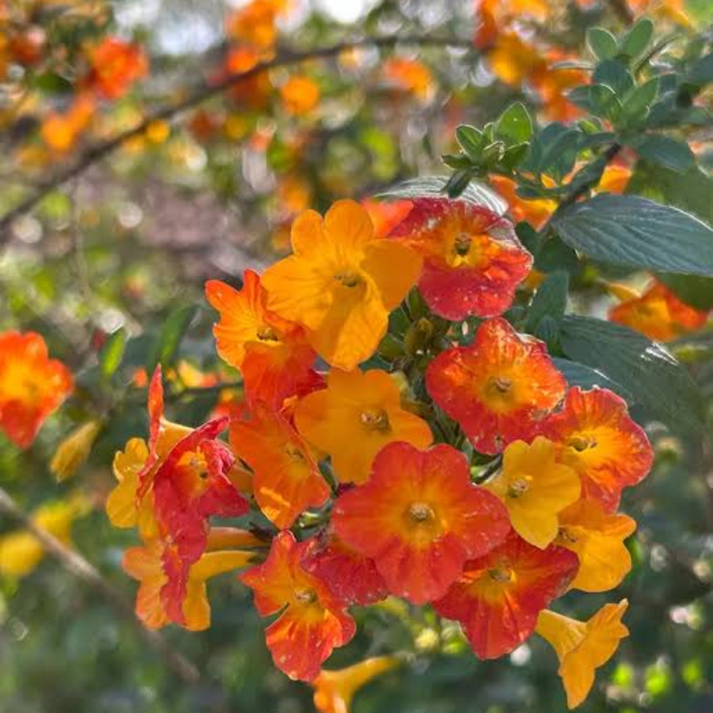 Bees Plant Hub Marmalade Bush (Streptosolen jamesonii) Rare All Time Flowering Live Plant
