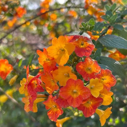 Bees Plant Hub Marmalade Bush (Streptosolen jamesonii) Rare All Time Flowering Live Plant
