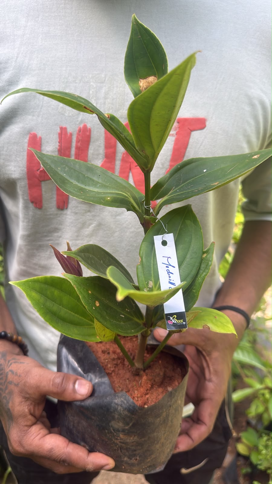 Bees Plant Hub Medinilla Speciosa Pink Flowering Live Plant