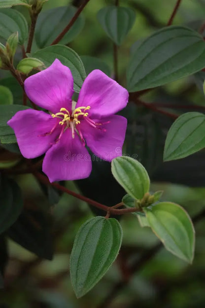Bees Plant Hub Hanging Melastoma (Tibouchina) Flowering Live Plant
