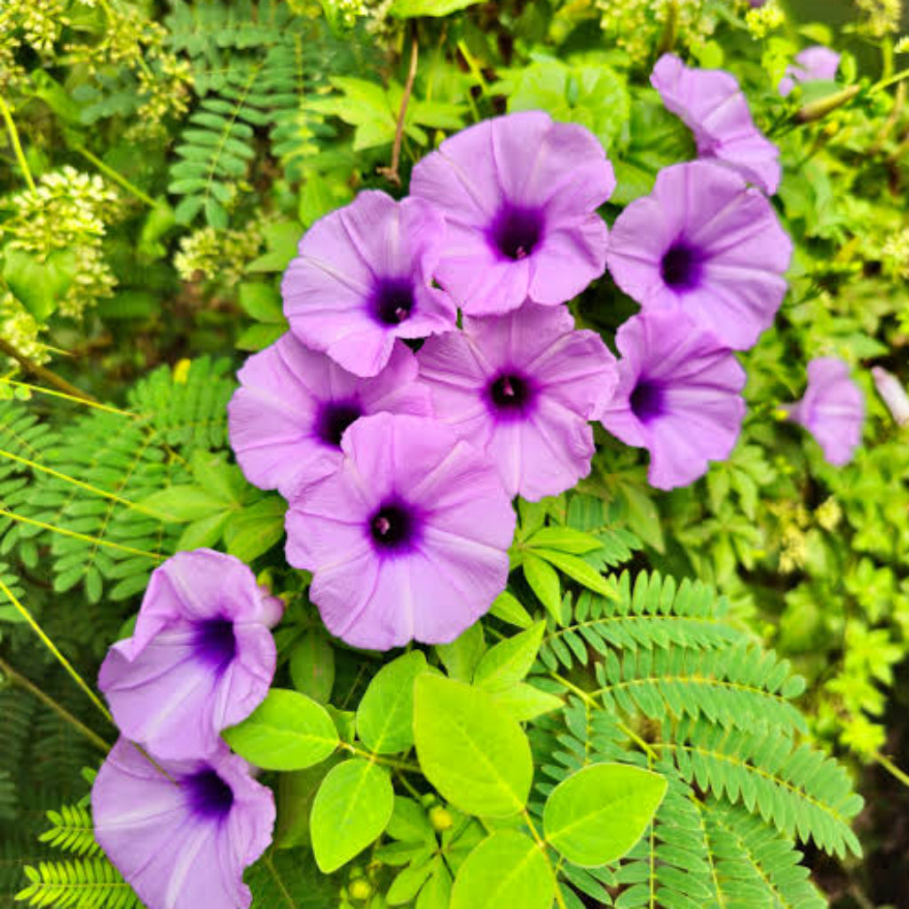 Bees Plant Hub Messina Creeper (Ipomoea cairica) Flowering Live Plant