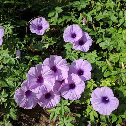 Bees Plant Hub Messina Creeper (Ipomoea cairica) Flowering Live Plant