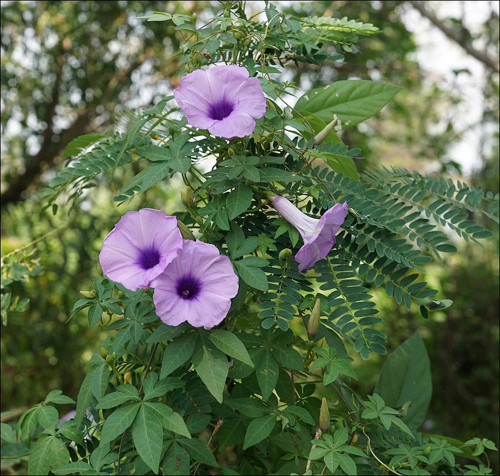 Bees Plant Hub Messina Creeper (Ipomoea cairica) Flowering Live Plant