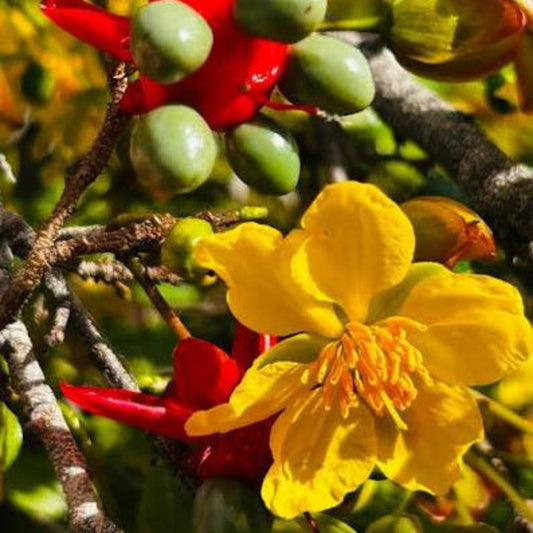 Bees Plant Hub Mickey Mouse (Ochna serrulata) All Time Flowering Live Plant