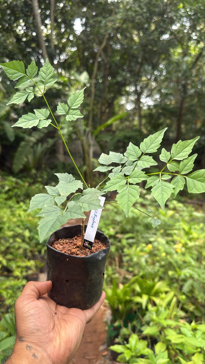 Bees Plant Hub Indian Cork Tree (Millingtonia hortensis) Fragrant Live Plant