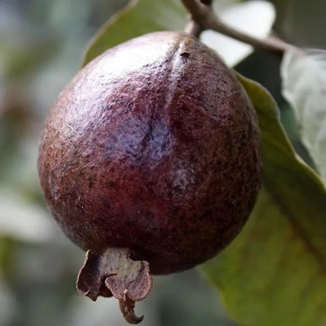Bees Plant Hub Miniature Black Guava Live Plant (Psidium Guajava)