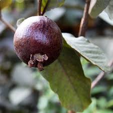 Bees Plant Hub Miniature Black Guava Live Plant (Psidium Guajava)