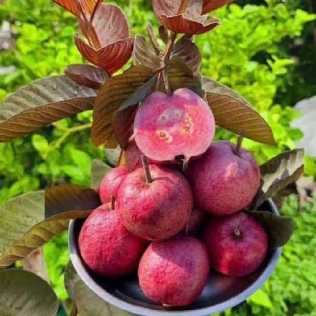 Bees Plant Hub Miniature Black Guava Live Plant (Psidium Guajava)