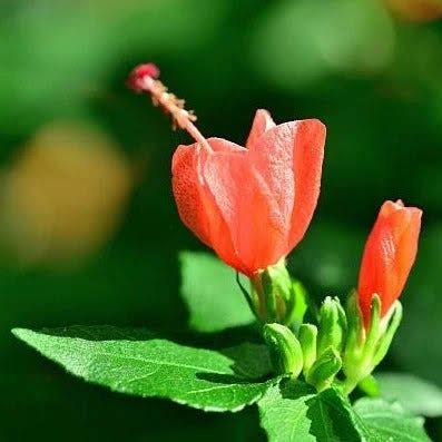 Bees Plant Hub Miniature Sleeping Hibiscus Red (Malvaviscus arboreus) Flowering Live Plant