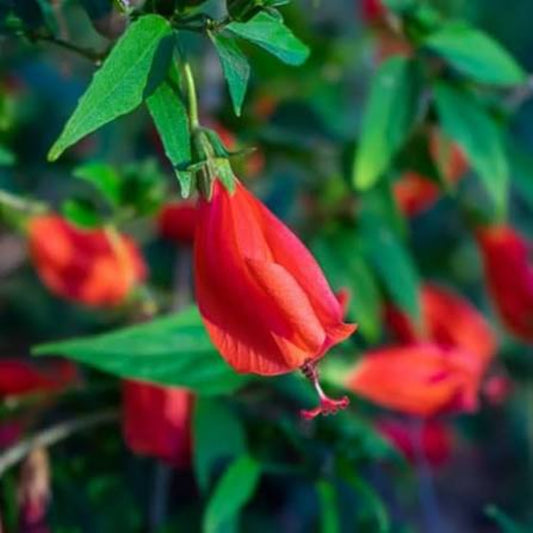 Bees Plant Hub Miniature Sleeping Hibiscus Red (Malvaviscus arboreus) Flowering Live Plant