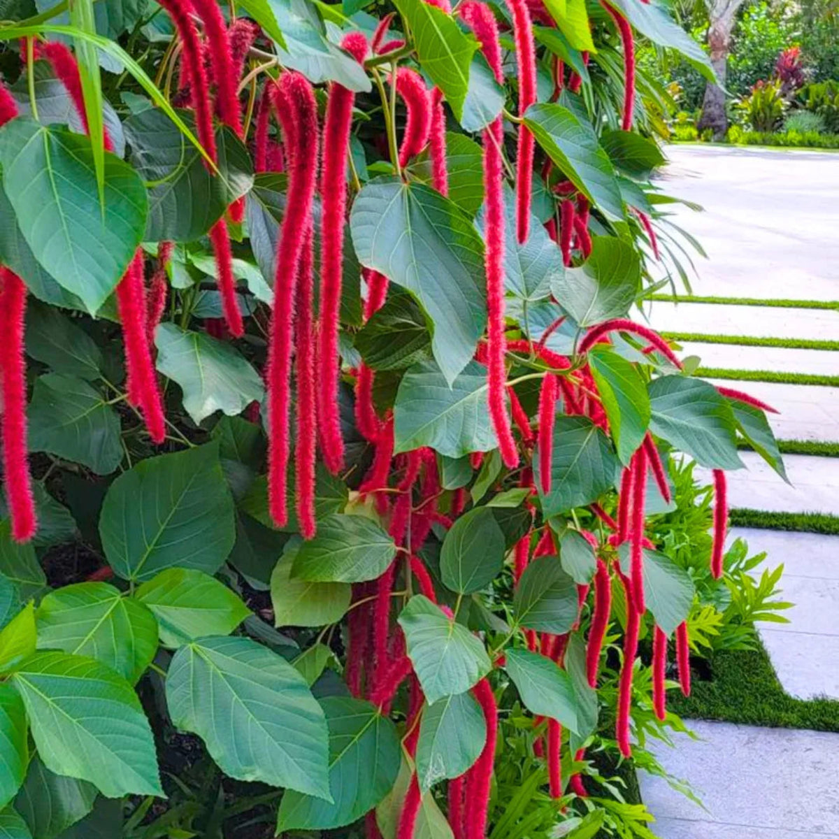 Bees Plant Hub Monkey Tail (Acalypha hispida) Flowering Live Plant