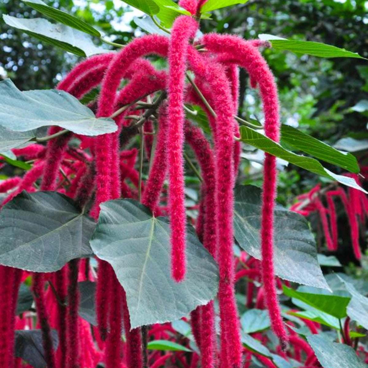 Bees Plant Hub Monkey Tail (Acalypha hispida) Flowering Live Plant