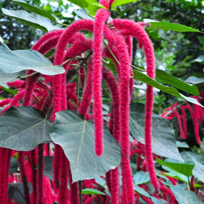Bees Plant Hub Monkey Tail (Acalypha hispida) Flowering Live Plant