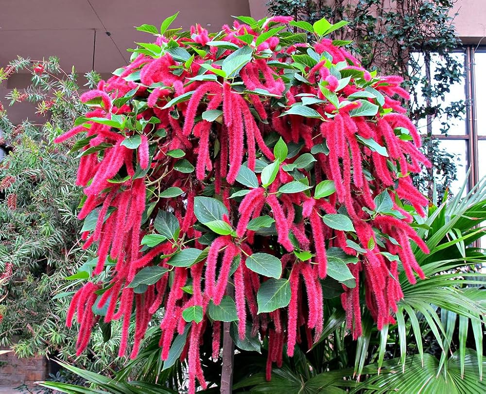 Bees Plant Hub Monkey Tail (Acalypha hispida) Flowering Live Plant