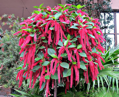 Bees Plant Hub Monkey Tail (Acalypha hispida) Flowering Live Plant