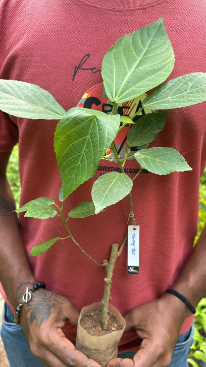 Bees Plant Hub Monkey Tail (Acalypha hispida) Flowering Live Plant