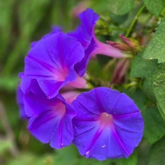 Bees Plant Hub Morning Glory (Ipomoea) All Time Flowering Live Plant