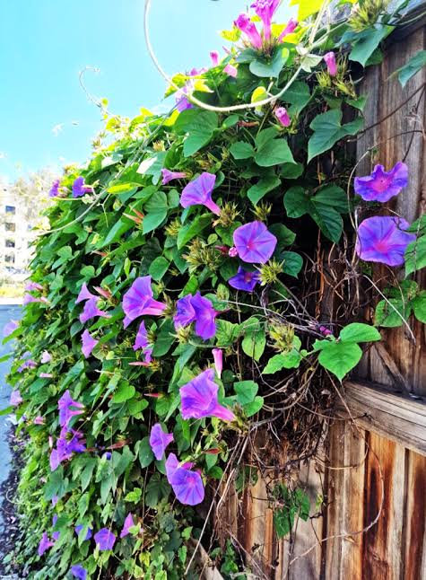 Bees Plant Hub Morning Glory (Ipomoea) All Time Flowering Live Plant
