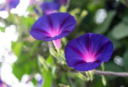 Bees Plant Hub Morning Glory (Ipomoea) All Time Flowering Live Plant