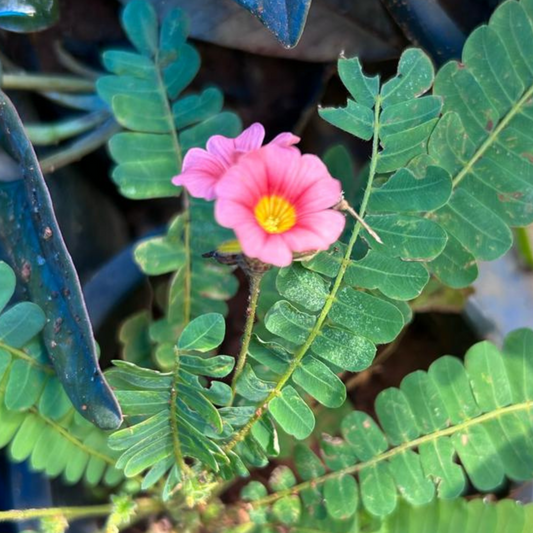 Bees Plant Hub Mukkutti Red (Biophytum sensitivum) Flowering Live Plant