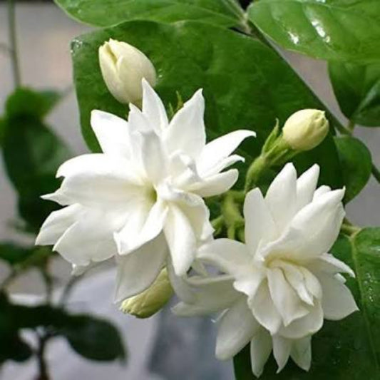 Bees Plant Hub Narrow Petal Multi Jasmine All Time Flowering Rare Live Plant
