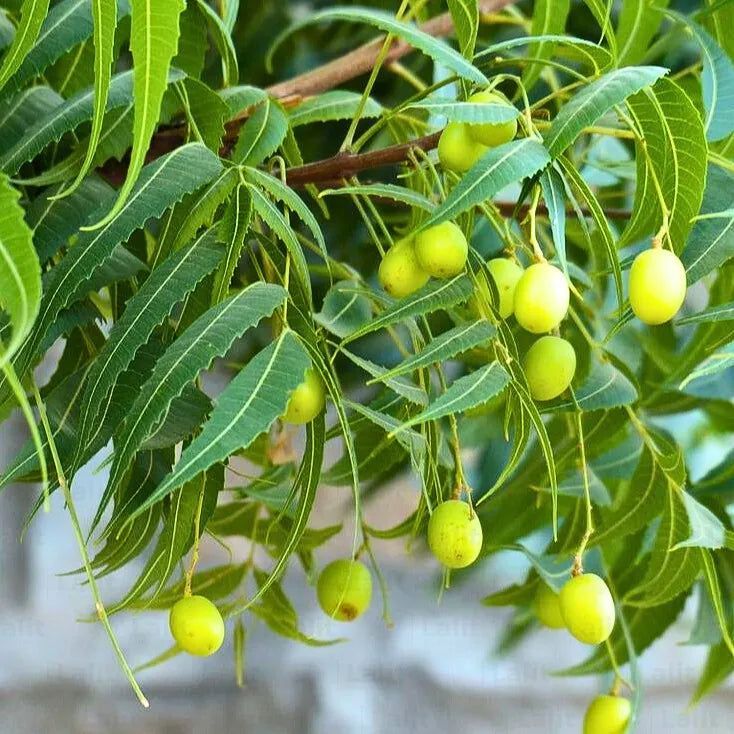 Bees Plant Hub Neem (Margosa) Live Plant