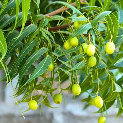 Bees Plant Hub Neem (Margosa) Live Plant