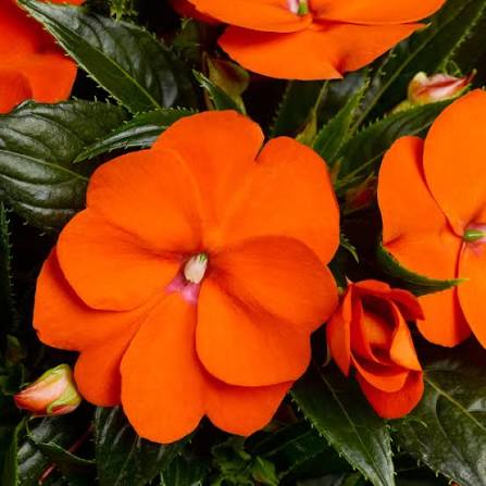 Bees Plant Hub New Guinea Orange (Impatiens hawkeri) Rare All Time Flowering Live Plant