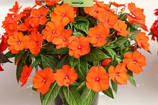 Bees Plant Hub New Guinea Orange (Impatiens hawkeri) Rare All Time Flowering Live Plant