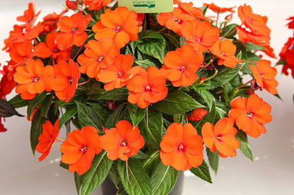 Bees Plant Hub New Guinea Orange (Impatiens hawkeri) Rare All Time Flowering Live Plant