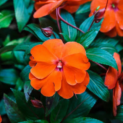 Bees Plant Hub New Guinea Orange (Impatiens hawkeri) Rare All Time Flowering Live Plant