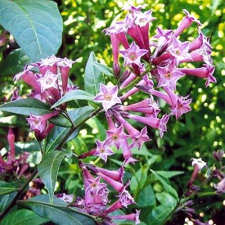 Bees Plant Hub Night Blooming Jasmine Purple Flowering Live Plant