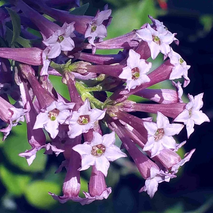 Bees Plant Hub Night Blooming Jasmine Purple Flowering Live Plant
