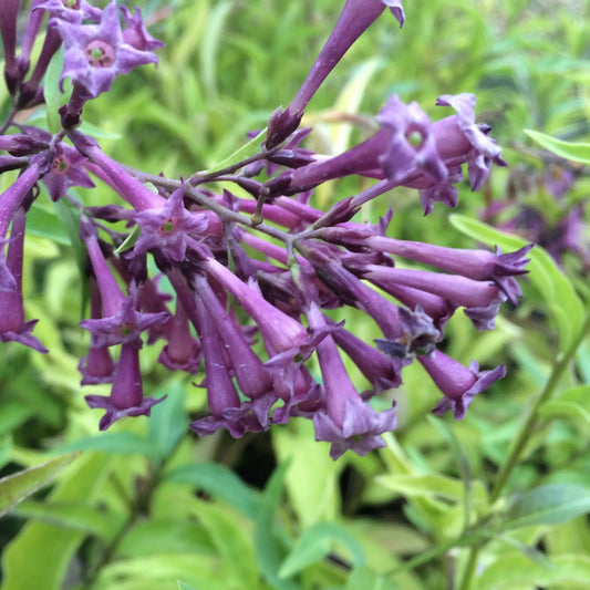 Bees Plant Hub Night Blooming Jasmine Purple Flowering Live Plant