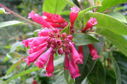 Bees Plant Hub Night Blooming Jasmine Red (Cestrum elegans) Rare Flowering Live Plant