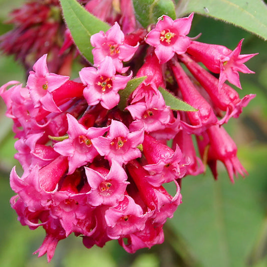 Bees Plant Hub Night Blooming Jasmine Red (Cestrum elegans) Rare Flowering Live Plant