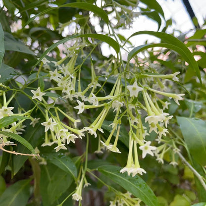 Bees Plant Hub Night Blooming Jasmine White (Cestrum nocturnum) Flowering Live Plant