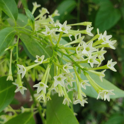 Bees Plant Hub Night Blooming Jasmine White (Cestrum nocturnum) Flowering Live Plant