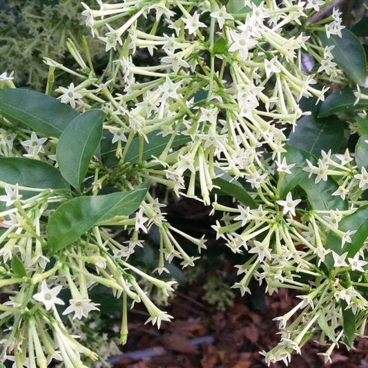 Bees Plant Hub Night Blooming Jasmine White (Cestrum nocturnum) Flowering Live Plant