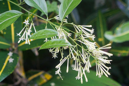 Bees Plant Hub Night Blooming Jasmine White (Cestrum nocturnum) Flowering Live Plant