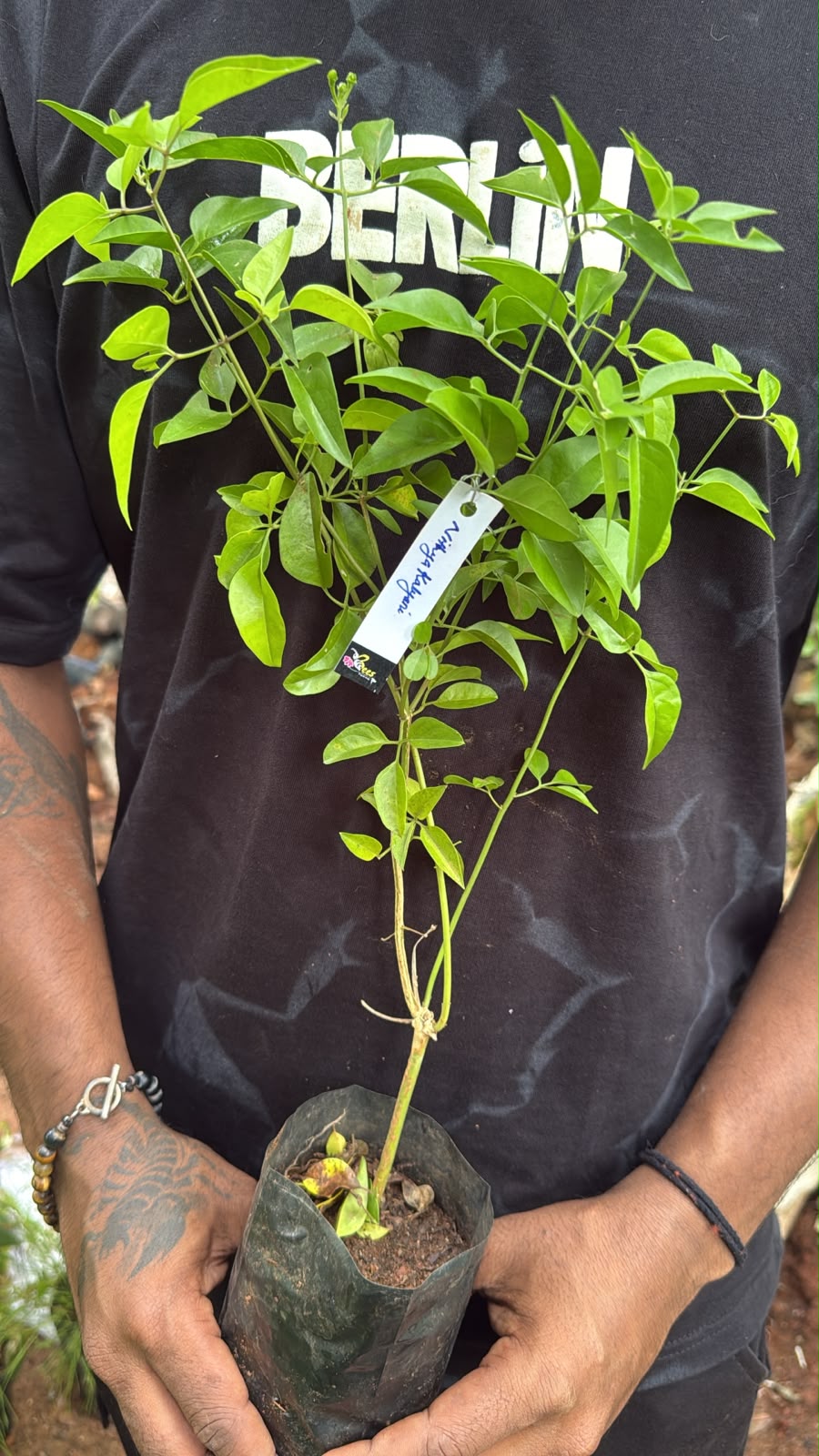 Bees Plant Hub Nithyakalyani (Jasminum multiflorum) Highly Fragrant Flowering Live Plant
